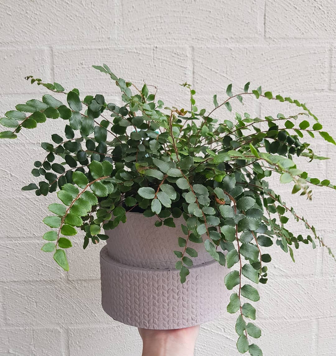 Pots & Plants